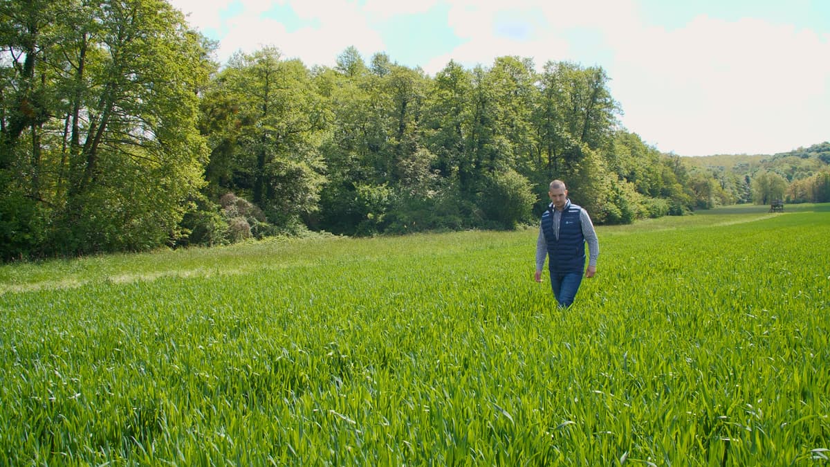 Termőföldön sétáló szakember szemrevételezi a növényeket